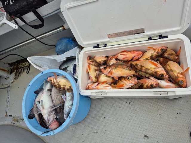 オキメバル(ウスメバル)