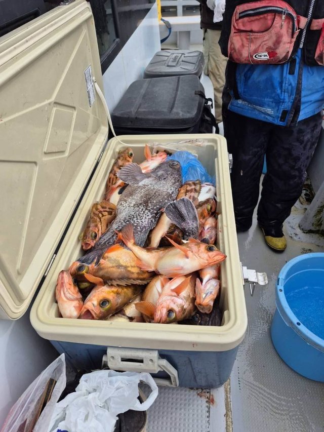 オキメバル(ウスメバル)