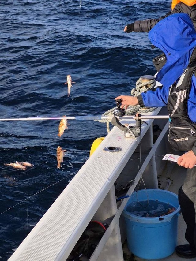 オキメバル(ウスメバル)