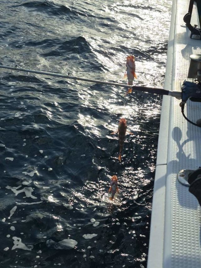 オキメバル(ウスメバル)