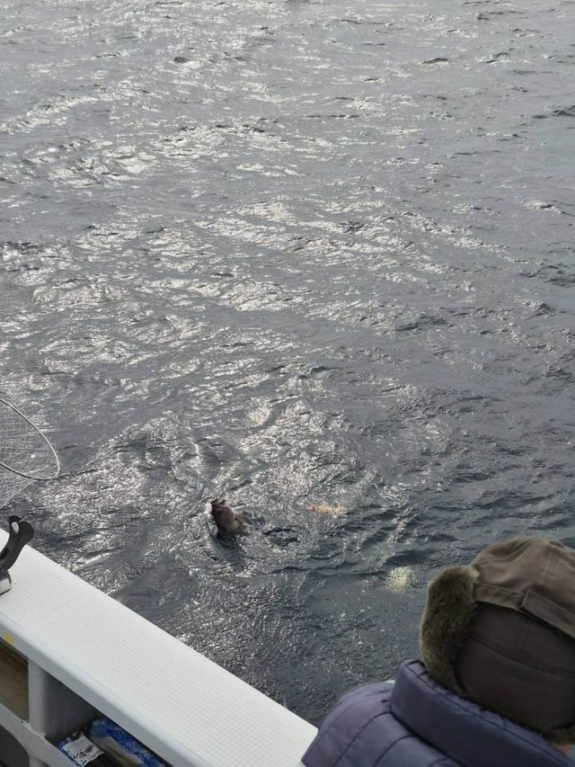 オキメバル(ウスメバル)