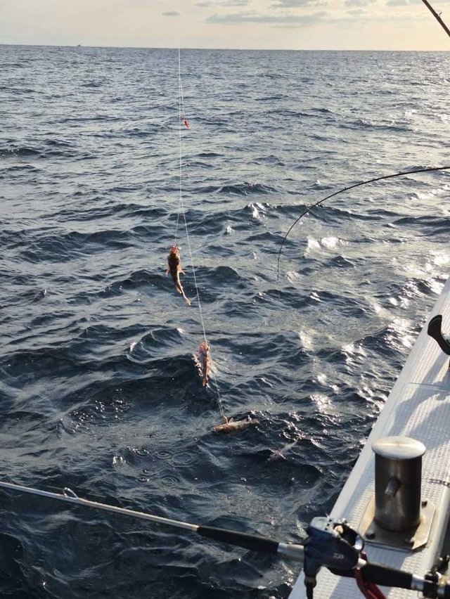 オキメバル(ウスメバル)