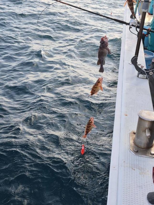 オキメバル(ウスメバル)