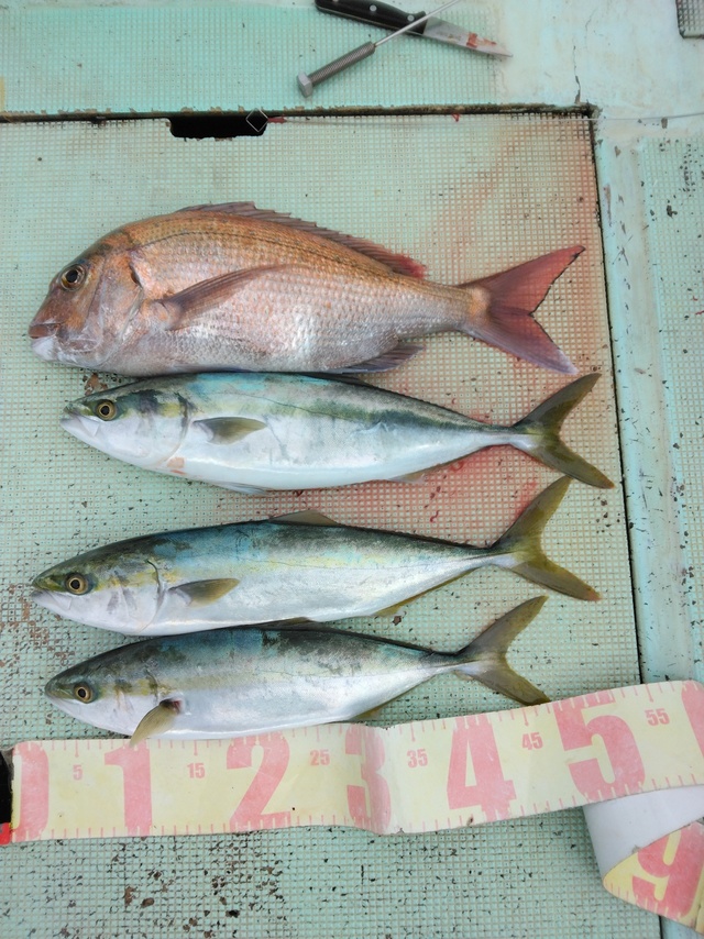 マダイ・ツバス(ブリ)