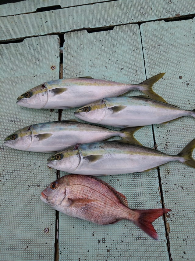 タイ(マダイ)・ハマチ(ブリ)