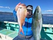 マダイ・ワラサ(ブリ)