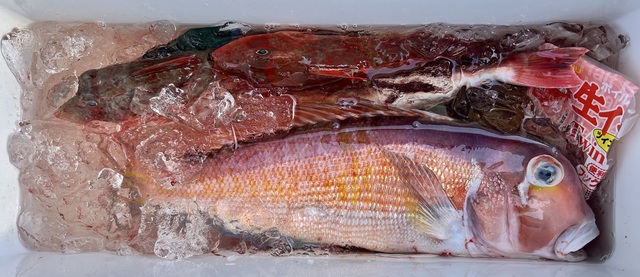 アマダイ(アカアマダイ)