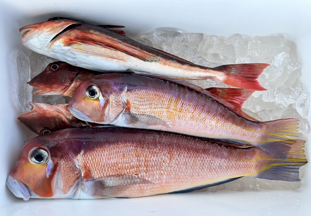 アマダイ(アカアマダイ)