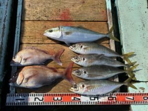 マダイ・マアジ・ハマチ(ブリ)