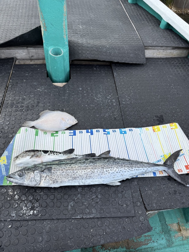 サワラ・ガンゾウヒラメ(ガンゾウビラメ)・トラフグ