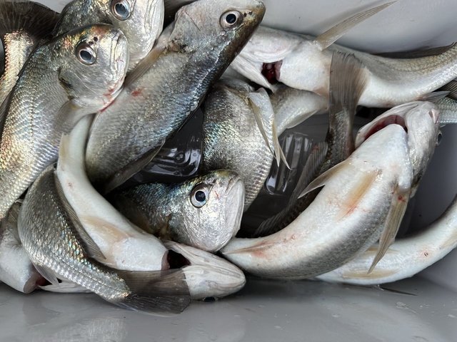 イシモチ(シログチ)