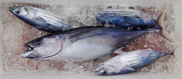 ビンチョウマグロ(ビンナガ)・カツオ