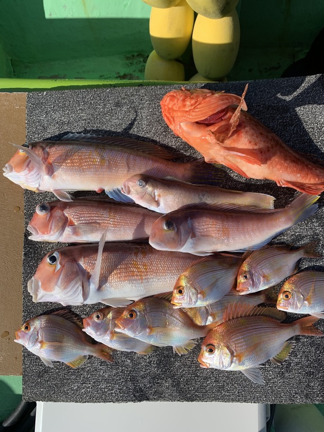 アマダイ(アカアマダイ)