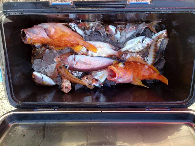 アマダイ(アカアマダイ)