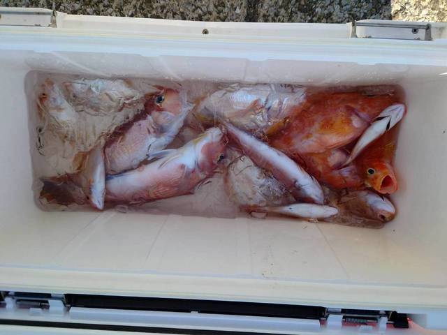 アマダイ(アカアマダイ)