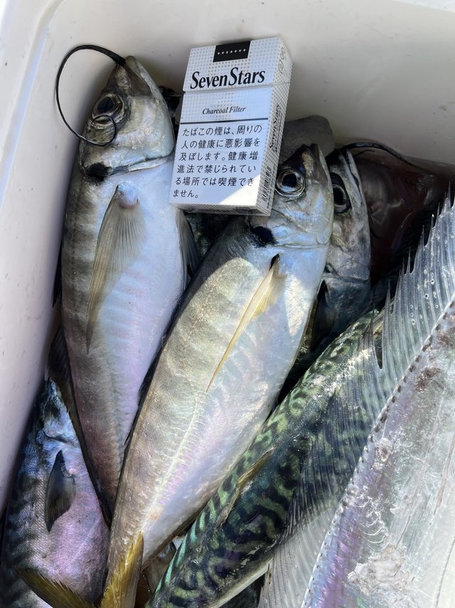 アジ(マアジ)・サバ(ゴマサバ)