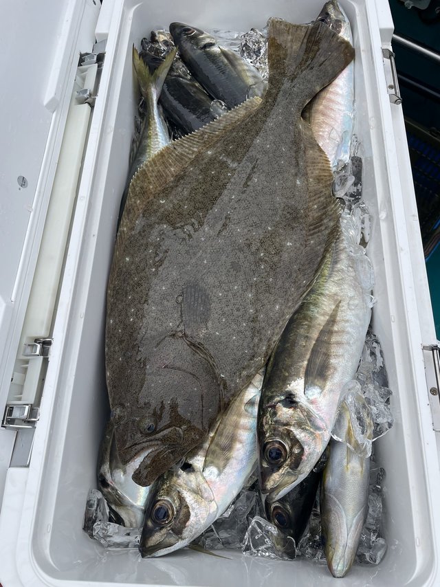 マアジ・ヒラメ