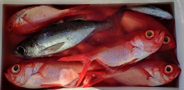 クロムツ・キンメ(キンメダイ)