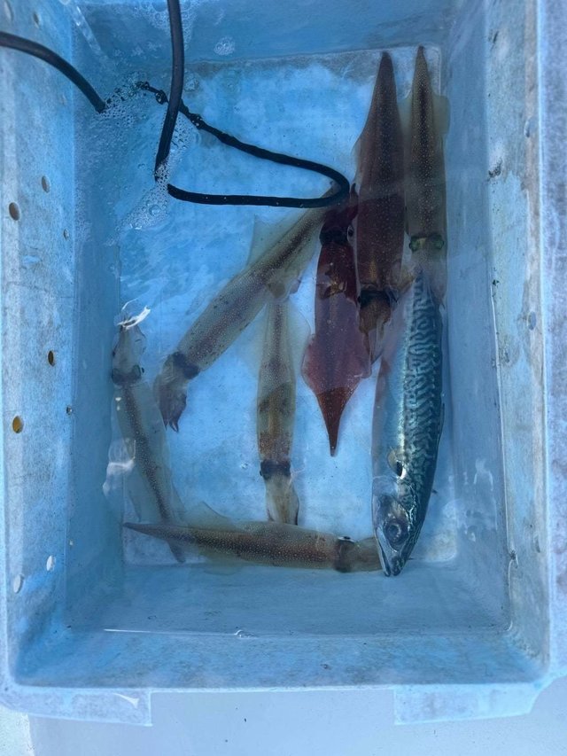 ヤリイカ・サバ(ゴマサバ)