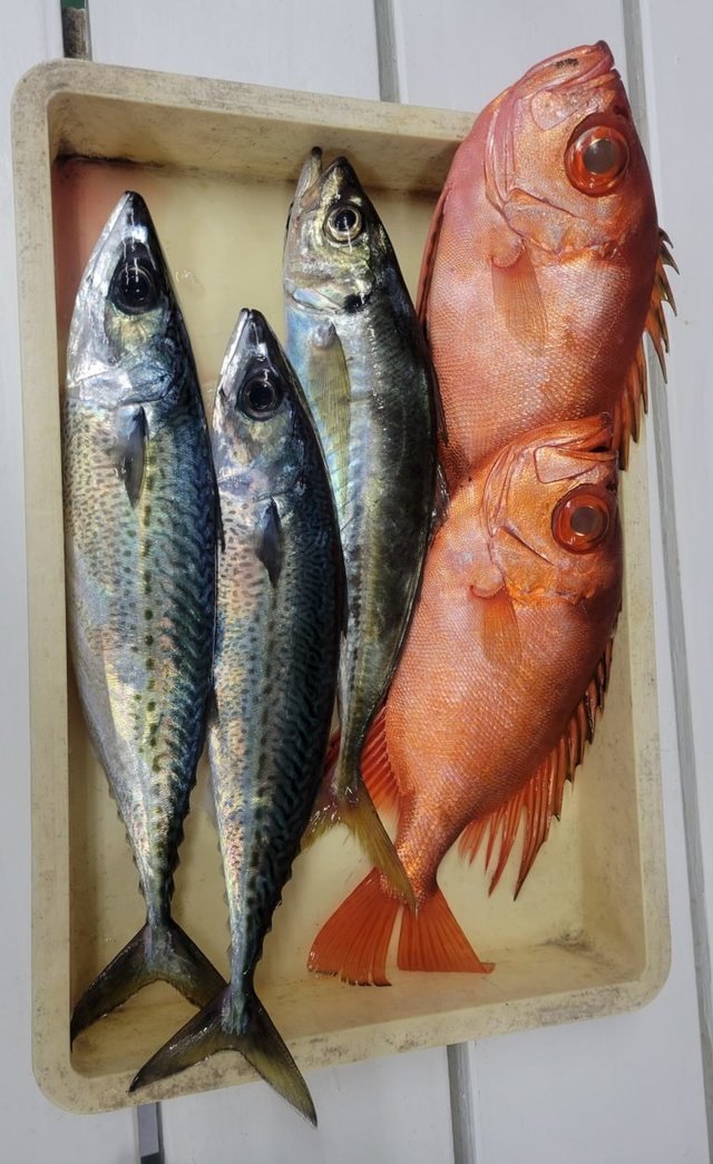 キントキ(チカメキントキ)・サバ(ゴマサバ)