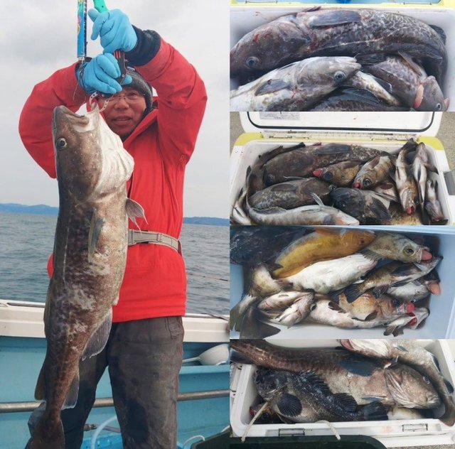 メバル・マダラ