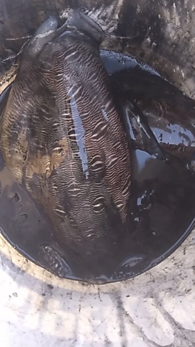 モンゴウ(カミナリイカ)