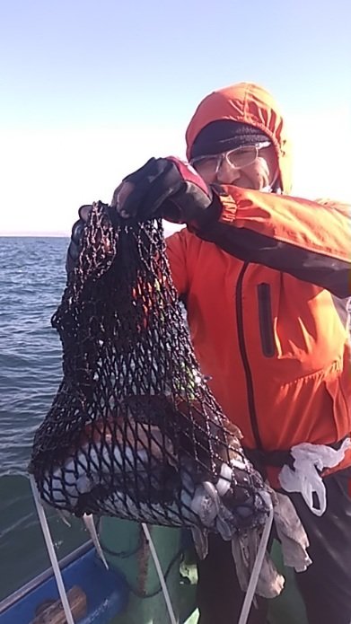 モンゴウ(カミナリイカ)