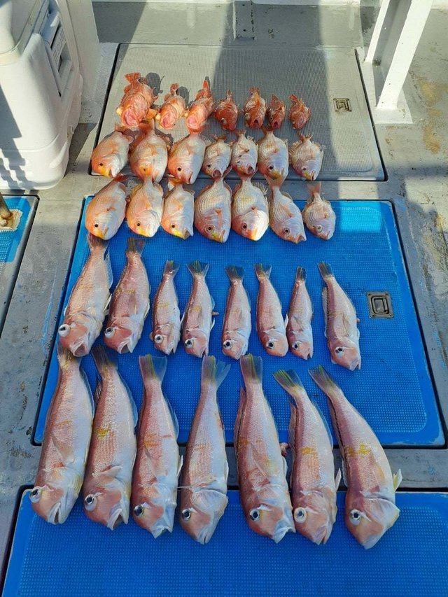 マダイ・アマダイ(アカアマダイ)