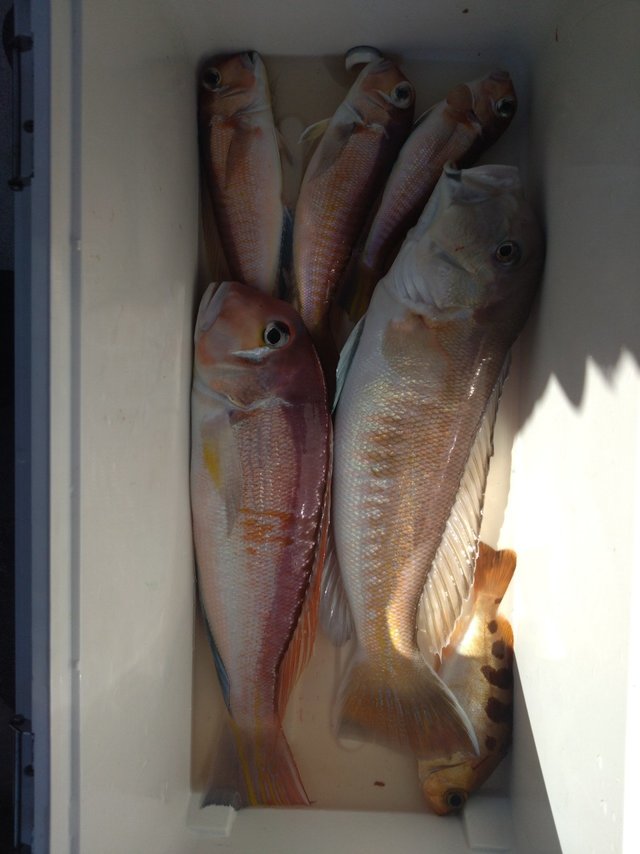 アカアマダイ・シロアマダイ