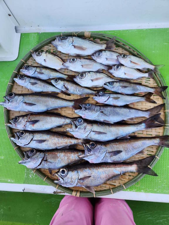 クロムツ・シロムツ(オオメハタ)