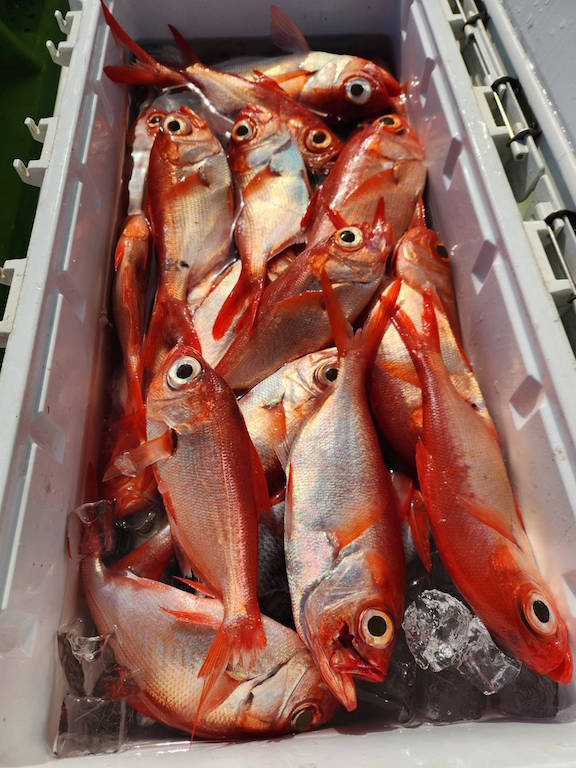 キンメ(キンメダイ)