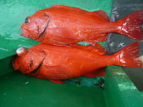 ベニアコウ(オオサガ)