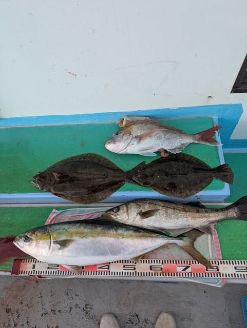 マダイ・スズキ・ブリ・ヒラメ