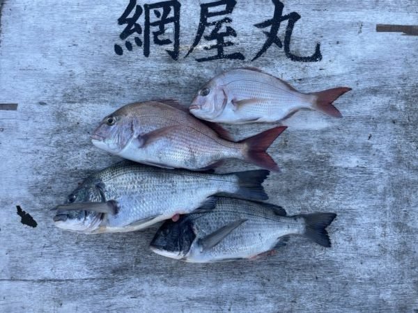 マダイ・クロダイ