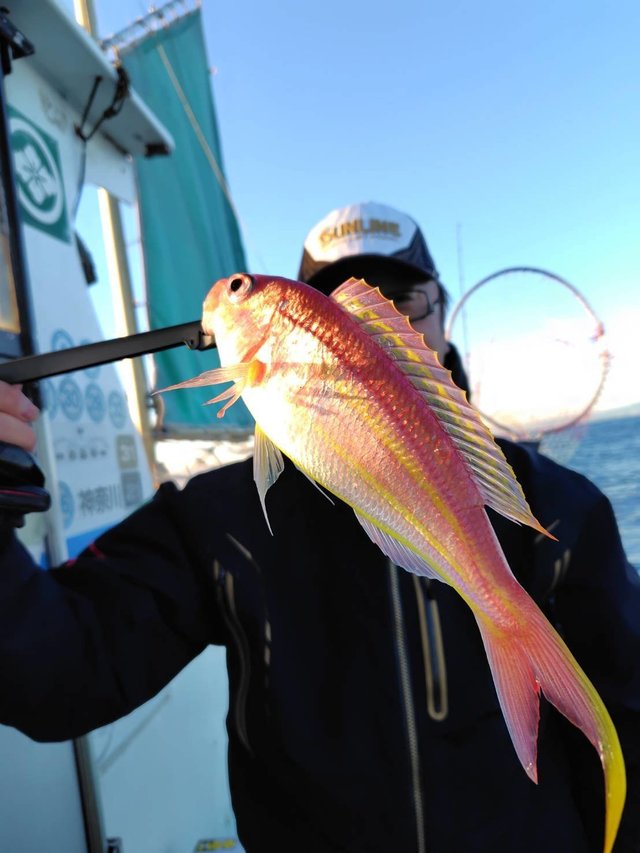 イトヨリ(イトヨリダイ)