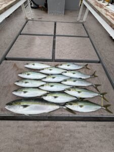 ワラサ(ブリ)・ハマチ(ブリ)