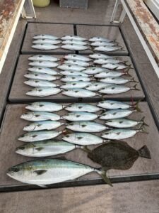 ブリ・ワラサ(ブリ)・ハマチ(ブリ)・ヒラメ