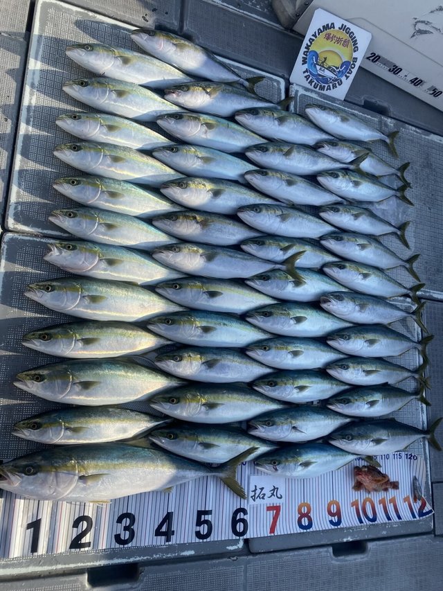 ハマチ(ブリ)・メジロ(ブリ)