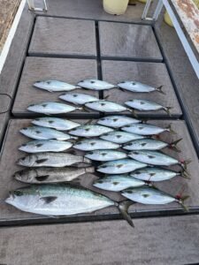 シーバス(スズキ)・ブリ・ハマチ(ブリ)