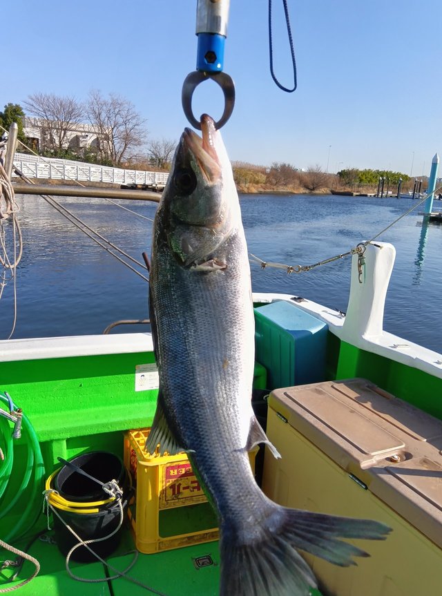 シーバス(スズキ)