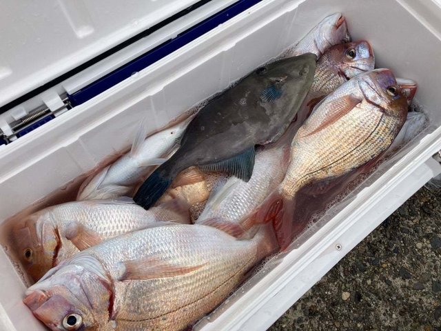 マダイ・ハナダイ(チダイ)・ウマヅラ(ウマヅラハギ)