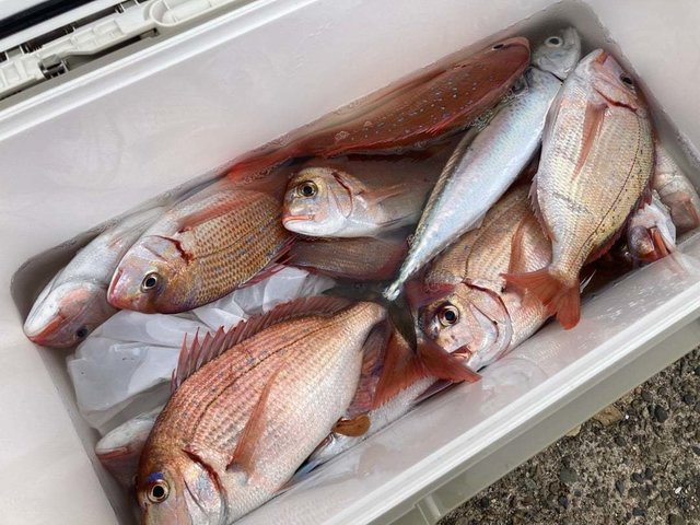 マダイ・ハナダイ(チダイ)・アジ(マアジ)