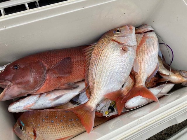 マダイ・ハナダイ(チダイ)・カンダイ(コブダイ)