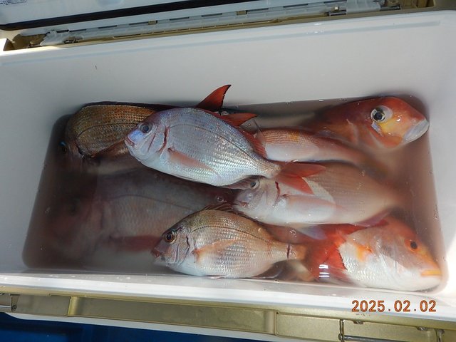 マダイ・アマダイ(アカアマダイ)