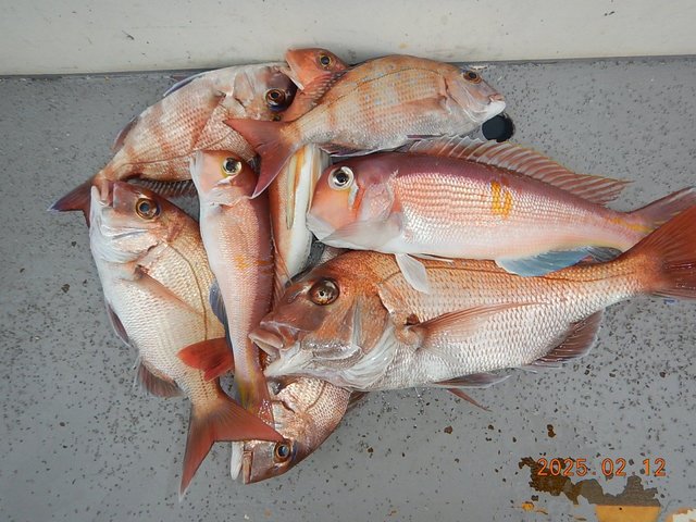 マダイ・アマダイ(アカアマダイ)