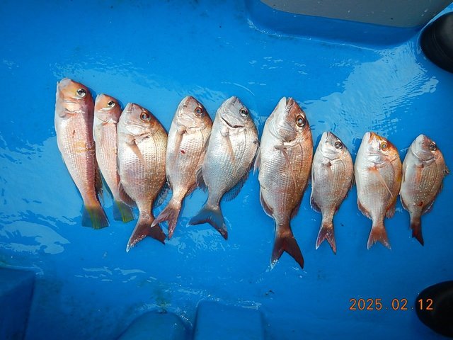 マダイ・アマダイ(アカアマダイ)