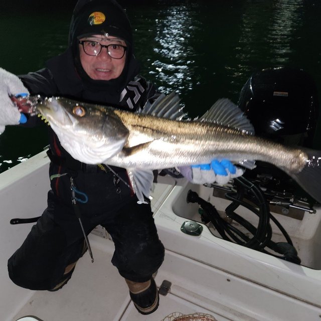 シーバス(スズキ)