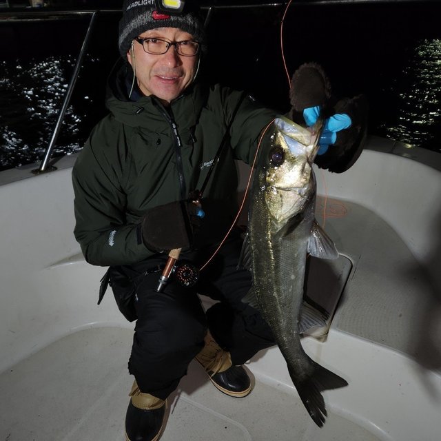 シーバス(スズキ)