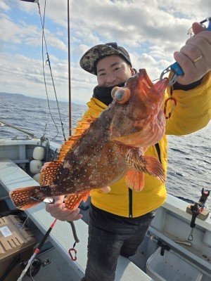 カンコ(ウッカリカサゴ)