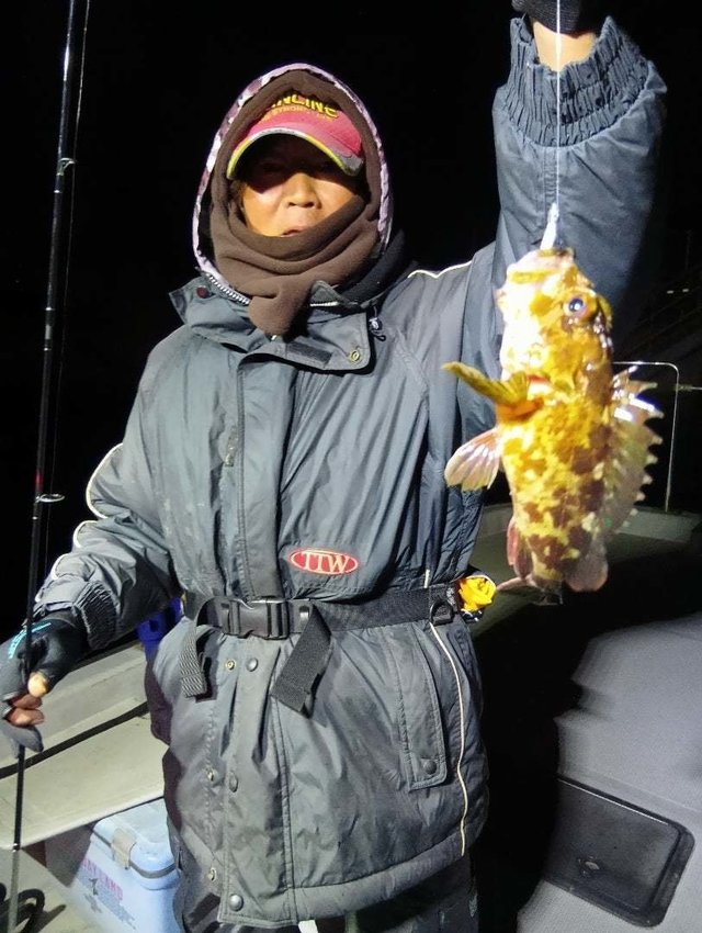 ガシラ(カサゴ)